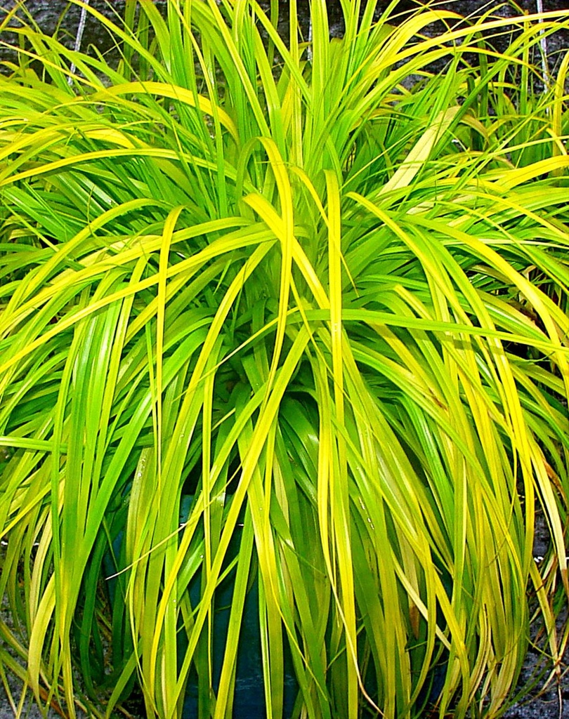 LAÎCHE
