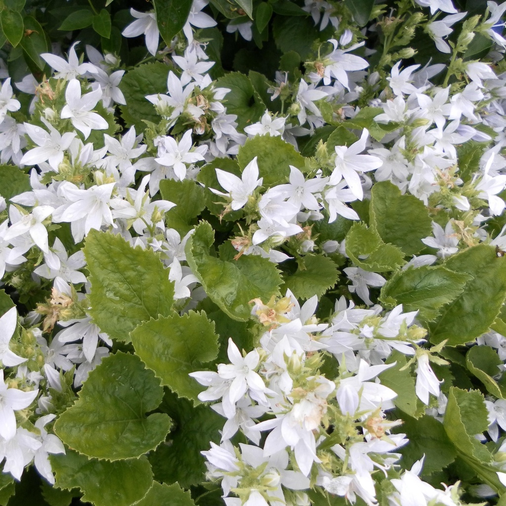 Campanula posch. 'E.H. Frost'
