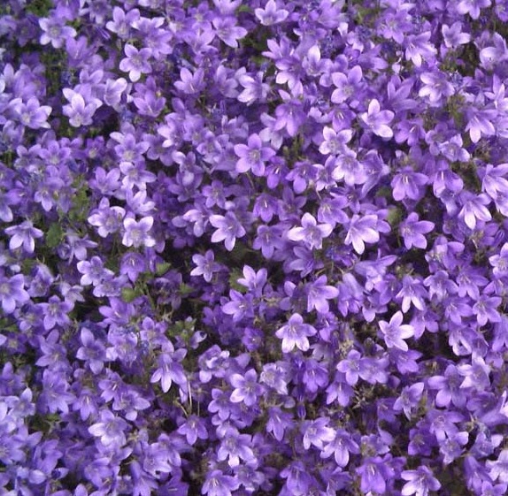Campanula portenschlagiana