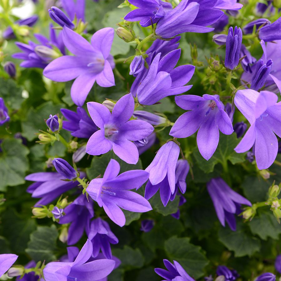 Campanula poscharskyana