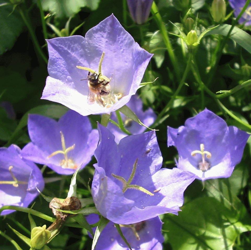 Campanula pers. 'Telham Beauty'