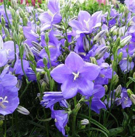 CAMPANULE