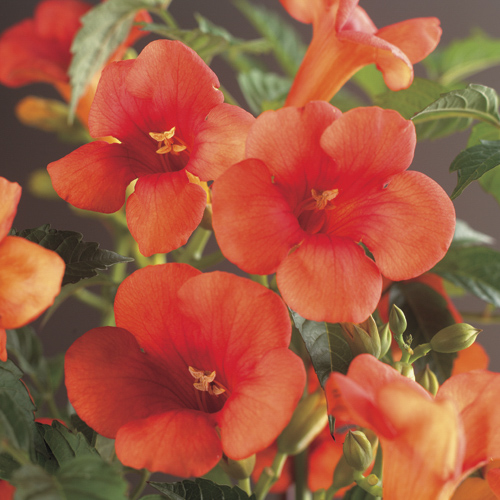 Campsis (in soorten)