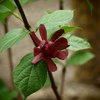 Calycanthus r. 'Hartline Wine'