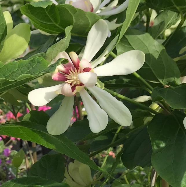 Calycanthus 'Venus'