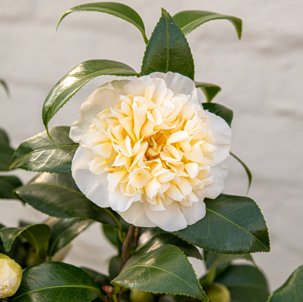 Camellia will. 'Jury's Yellow'