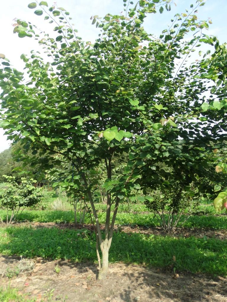 Cercis canadensis