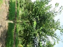 Cercis canadensis