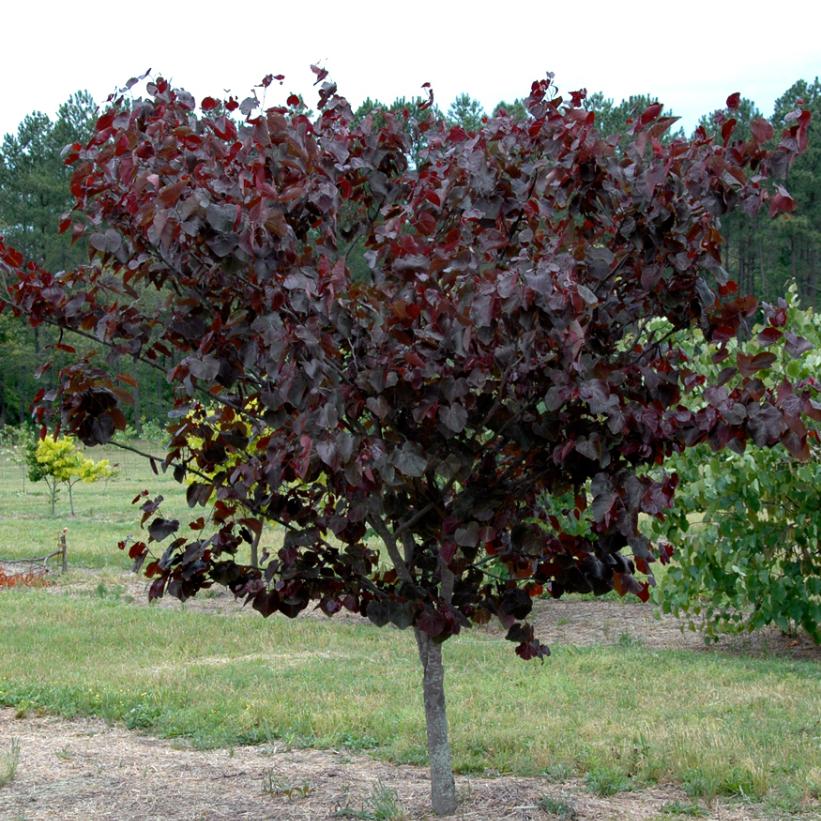 Cercis can. 'Merlot'