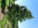 Cercidiphyllum japonicum