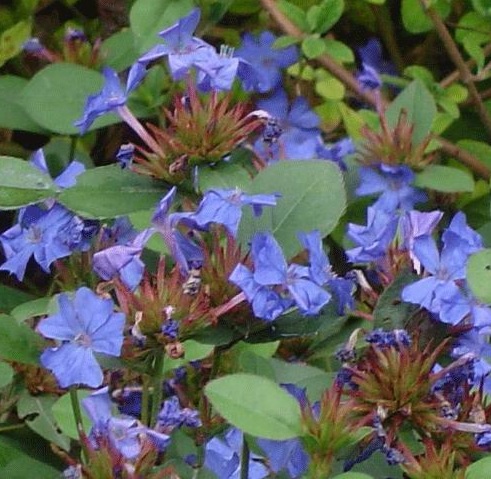 Ceratostigma plumbaginoides