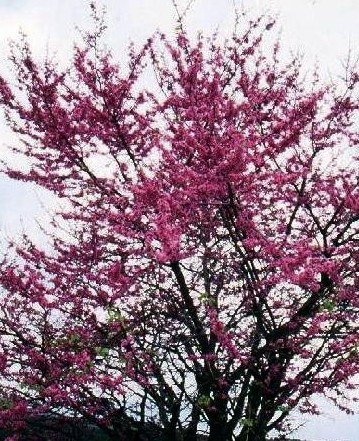 ARBRE DE JUDÉE