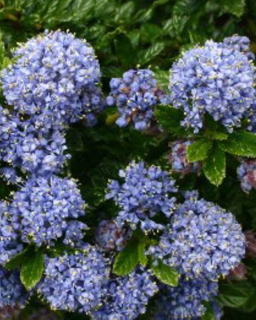 Ceanothus thyrsiflorus 'Blue Mound' (GD)