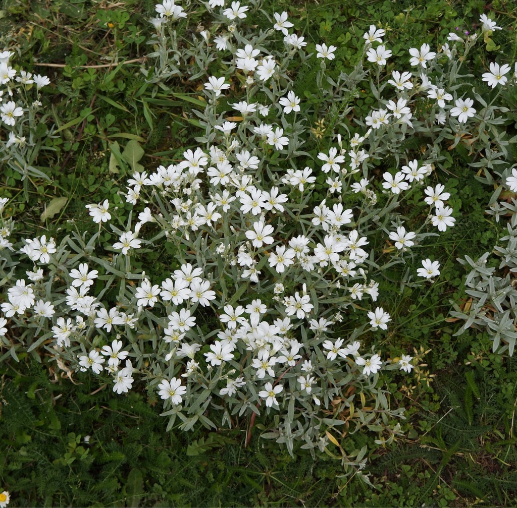 Cerastium tomentosum