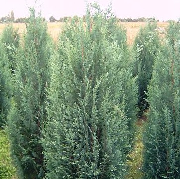 Chamaecyparis l. 'Columnaris'