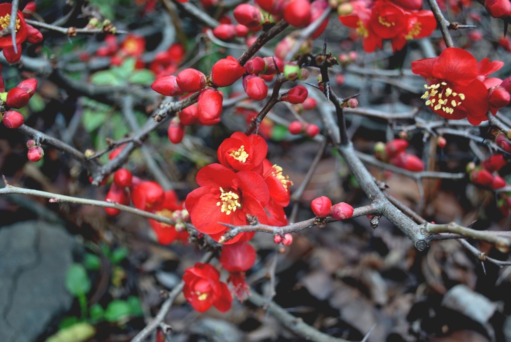 Chaenomeles sup. 'Crimson and Gold'