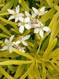 Choisya dewitteana 'Aztec Gold'