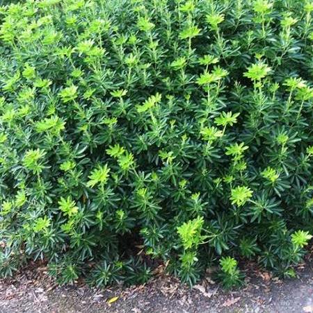 Choisya ternata 'Goldfinger'