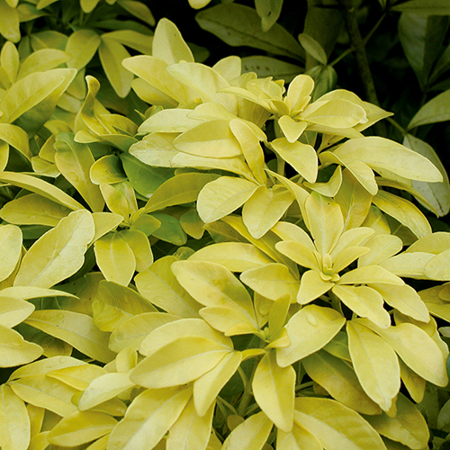 Choisya ternata 'Sundance'