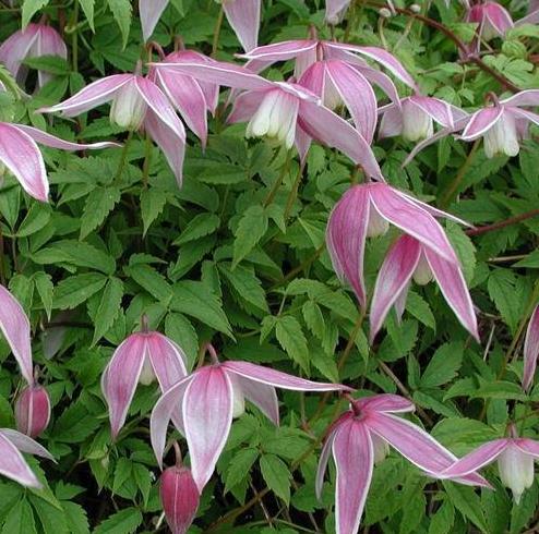 Clematis alpina 'Willy'