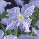 Clematis 'Blue Angel'