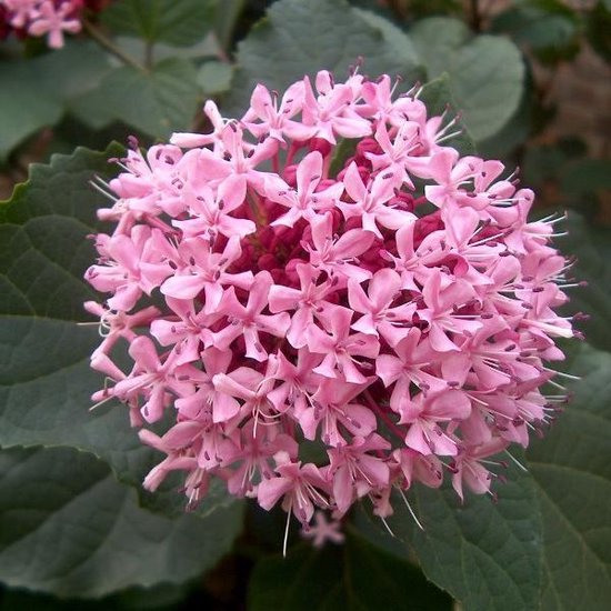 Clerodendrum bungei 'Pink Diamond'