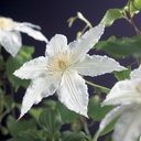 CLÉMATITE