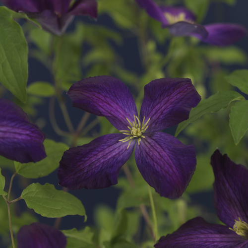 Clematis Jackmanii Purpurea PBR