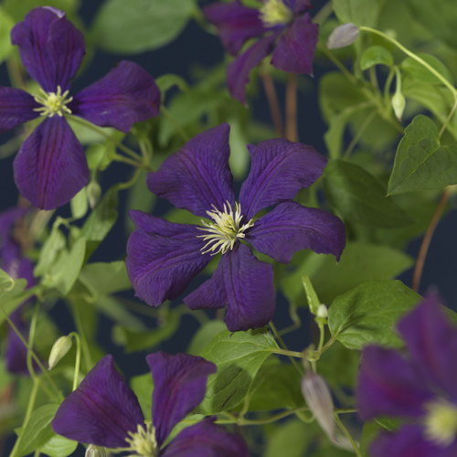 Clematis viticella 'Etoile de Violette'