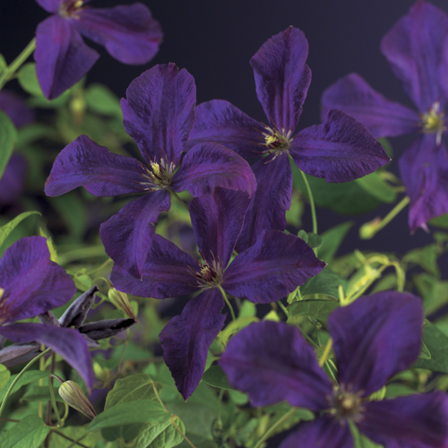 Clematis viticella 'Polish Spirit'