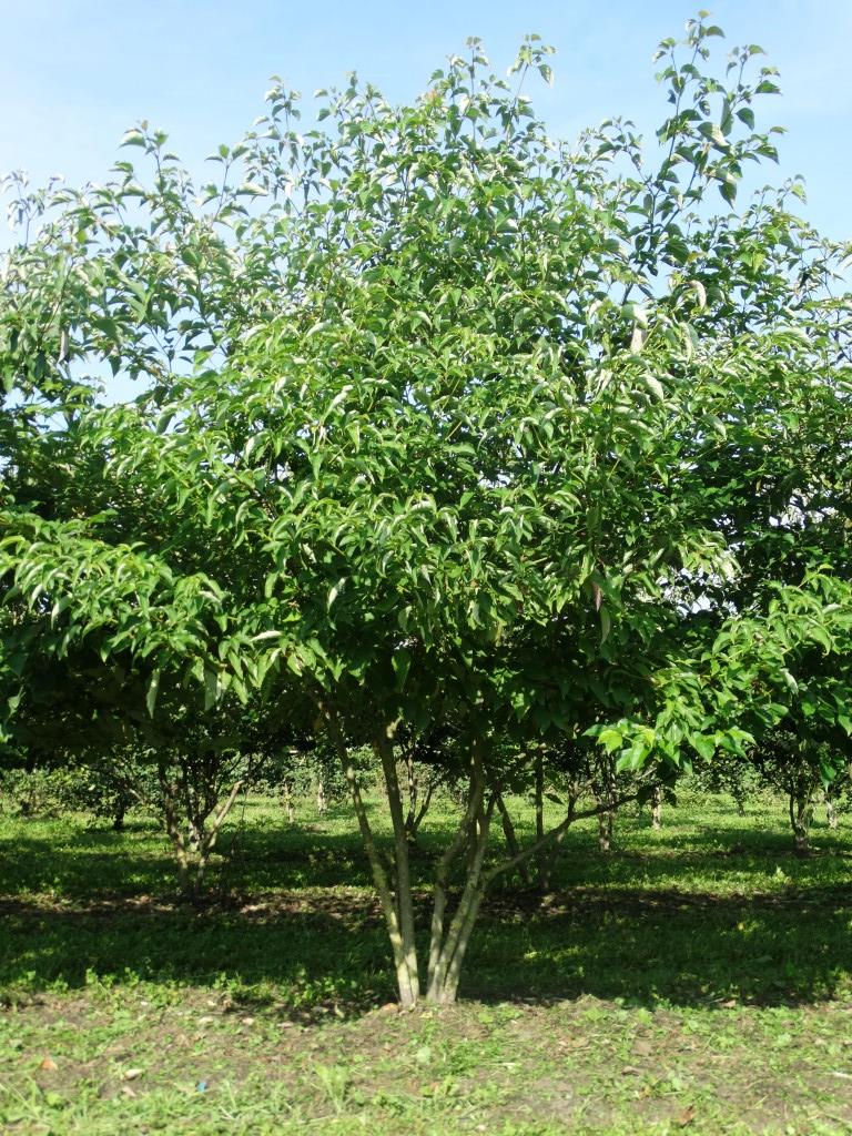 Cornus alternifolia