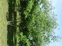 Cornus alternifolia