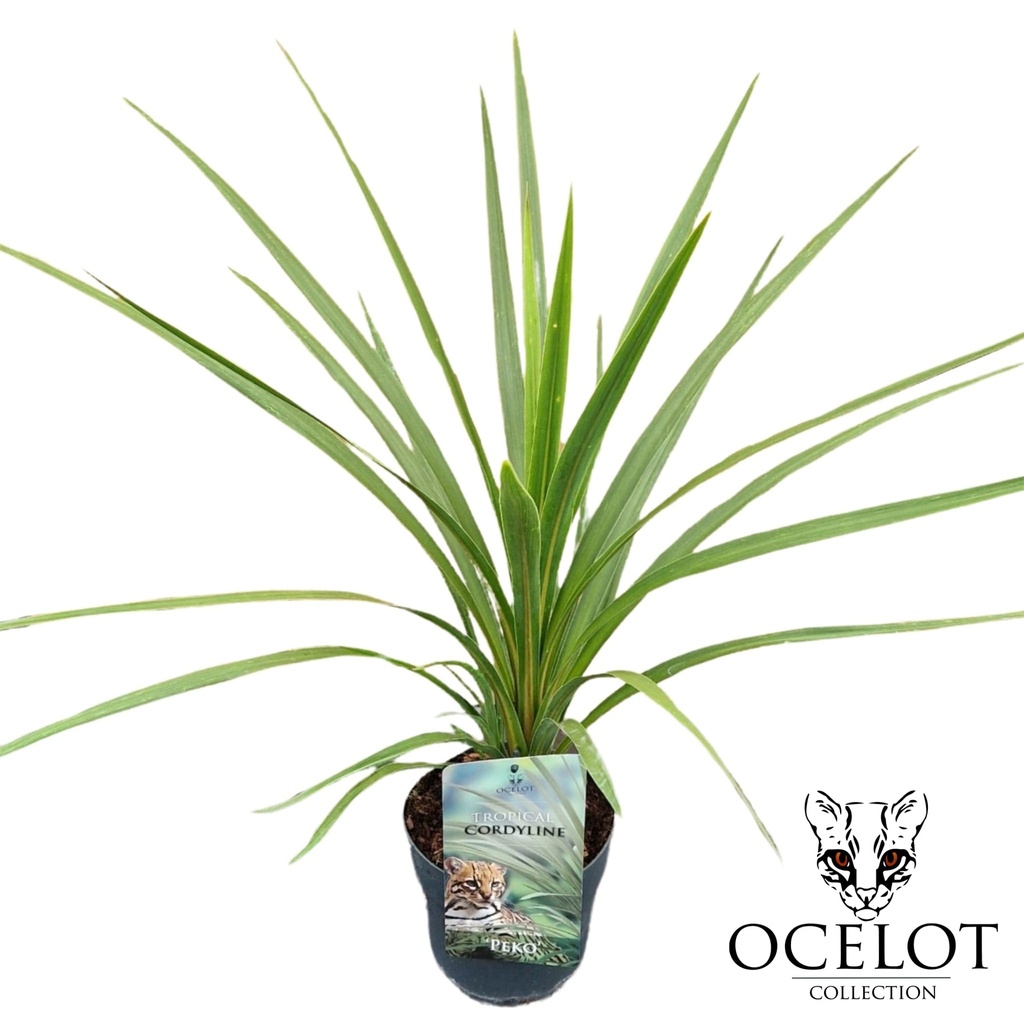 Cordyline aus. 'Peko'