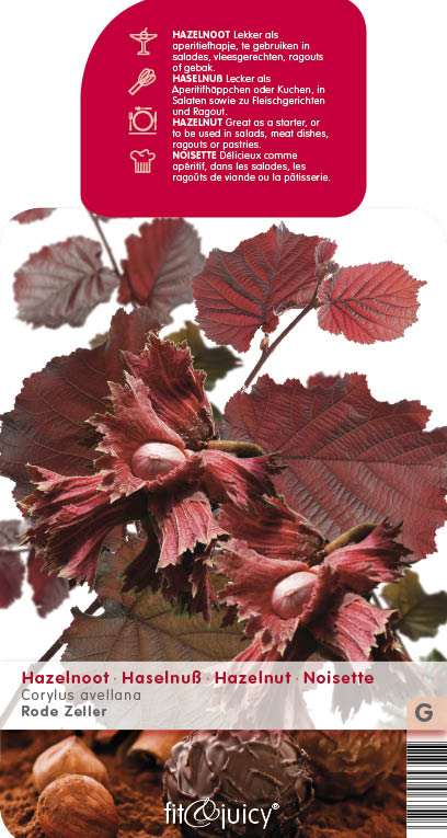 Corylus avellana 'Roter Zeller' HAZELNOOT