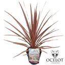 Cordyline aus. 'Red Star'