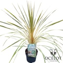 Cordyline aus. 'Torbay Dazzler'