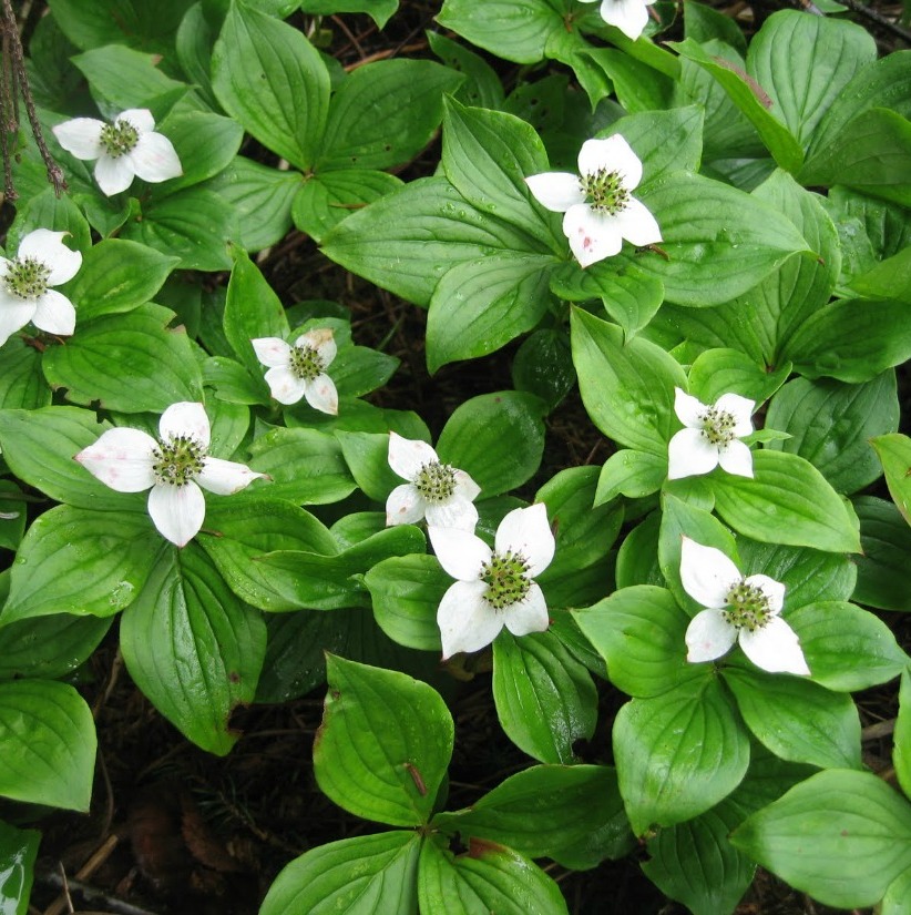 Cornus canadensis