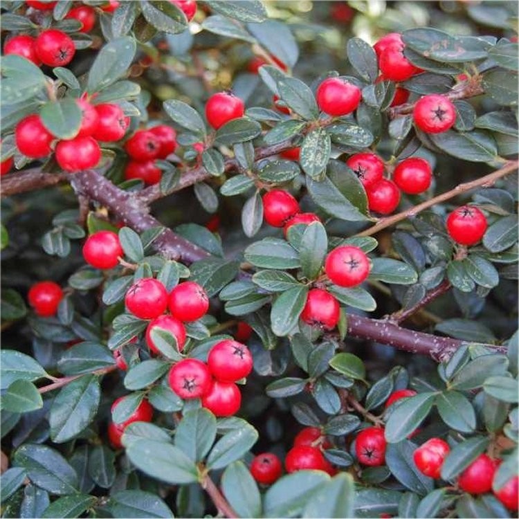 COTONÉASTER