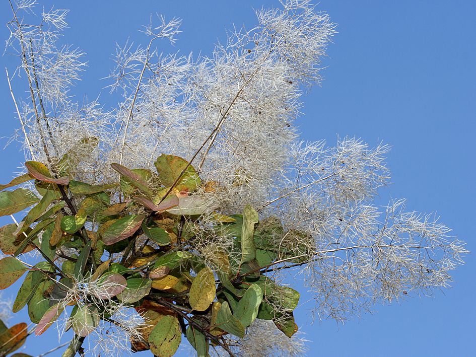 Cotinus coggygria