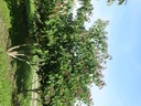 Cornus controversa