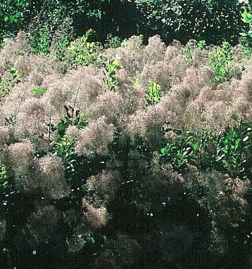 PERRUQUIER