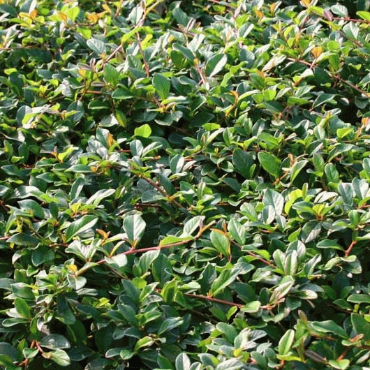 Cotoneaster dammeri