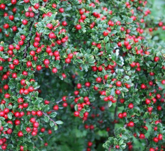 Cotoneaster 'Eichholz'  (1 - 25 stuks)