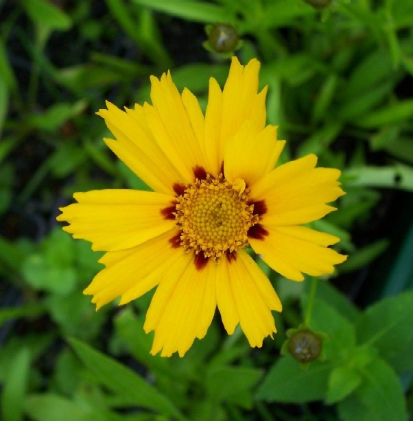 Coreopsis grand. 'Sonnenkind'