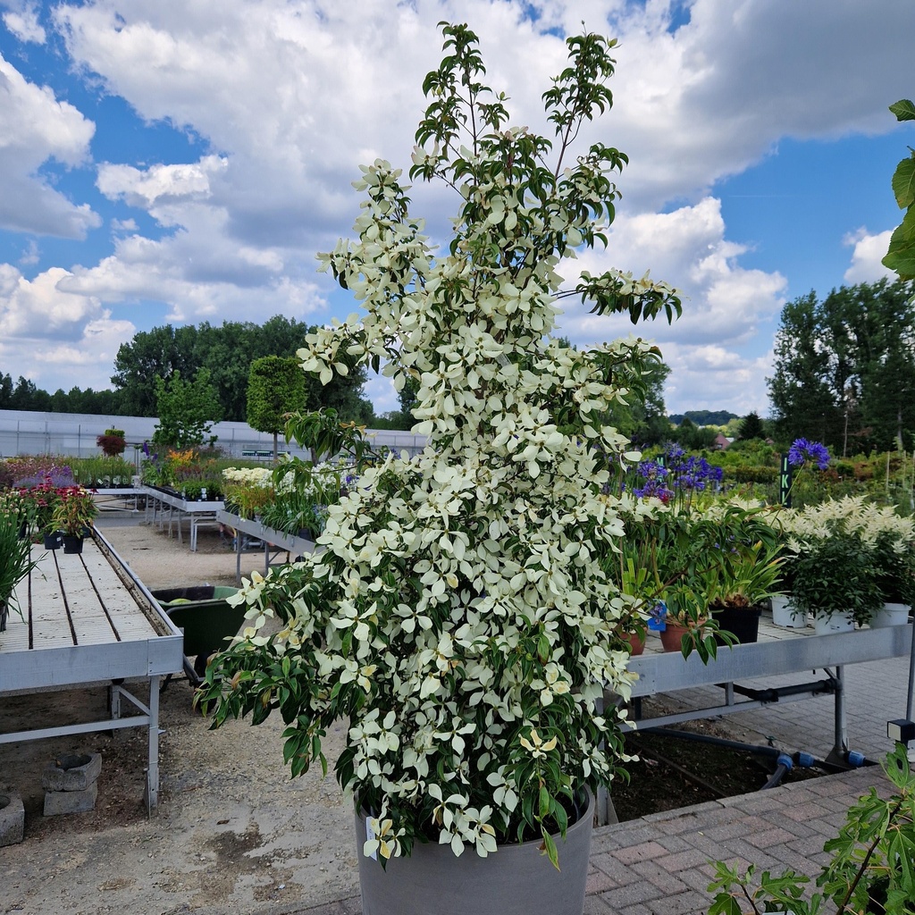Cornus hongkongensis