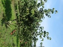 Cornus kousa chinensis