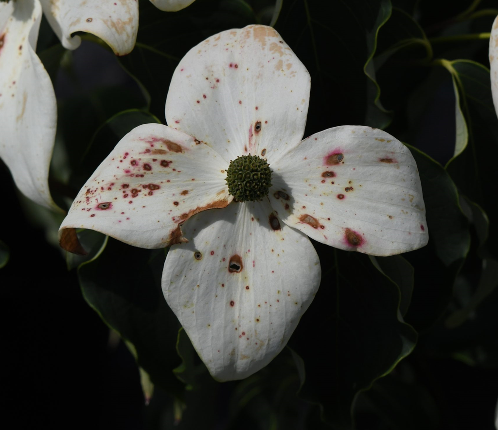 Cornus kousa 'Grossblumig Spät'