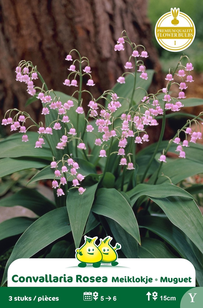 MUGUET