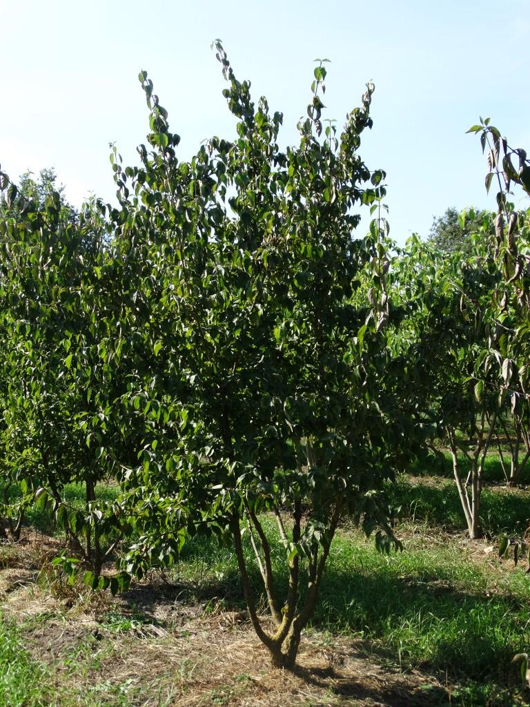 Cornus mas