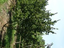 Cornus mas